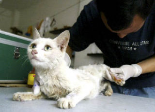 The Kitsap Humane Society is so over-run with stray cats that officials are taking extraordinary steps to get as many as possible adopted.