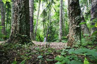 Poulsbo’s Wilderness Park: the acreage is abloom with nature’s best.