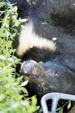 This hungry little bear was rescued from a tree in downtown Kingston last year.