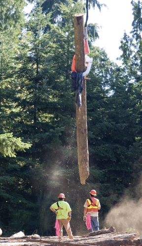 Woody debris drop draws big crowds