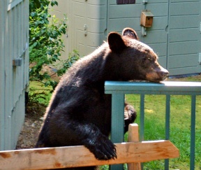 Encounters with wildlife in the North End are occurring more frequently as the human population increases and development decreases the amount of habitat available. The black bear pictured above was looking for some snack food on the porch of Stan and Lois Barber’s house off of Lindvog Road.