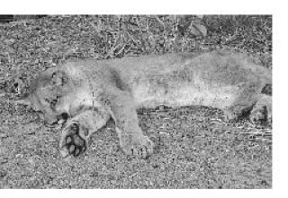 A young male cougar