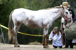 Horses prance in with landmark Medieval Faire