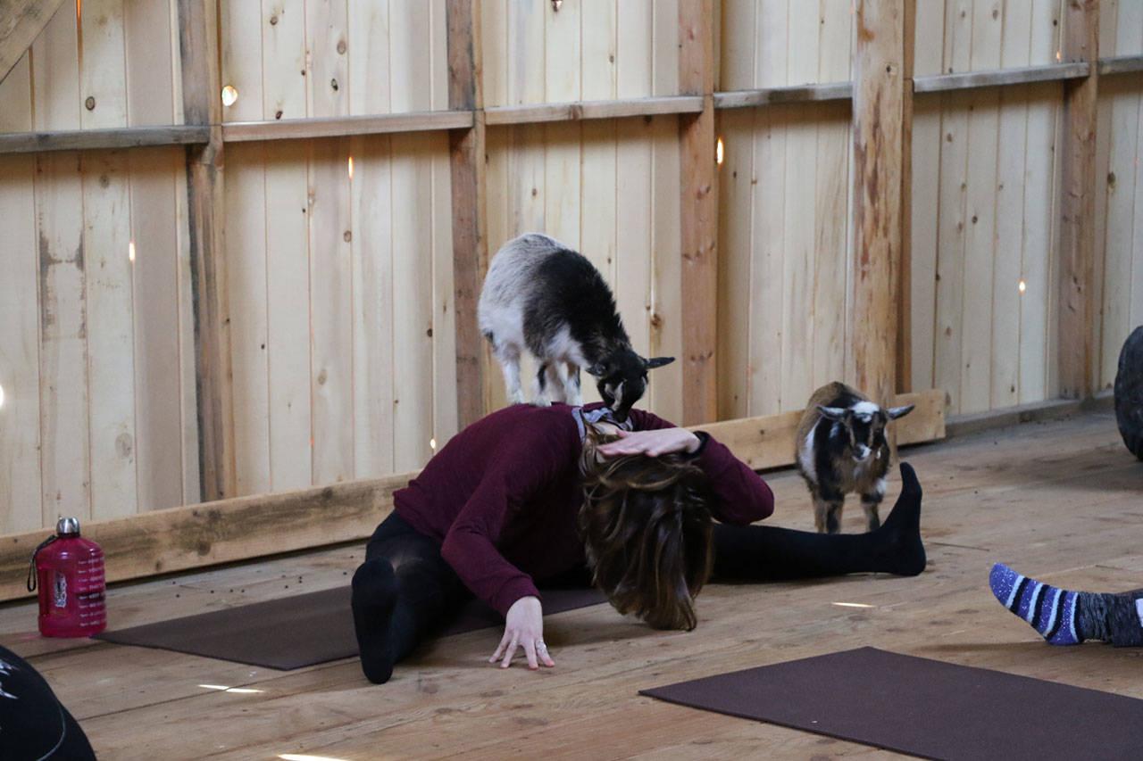 Poulsbo farm jumps in on the goat yoga craze