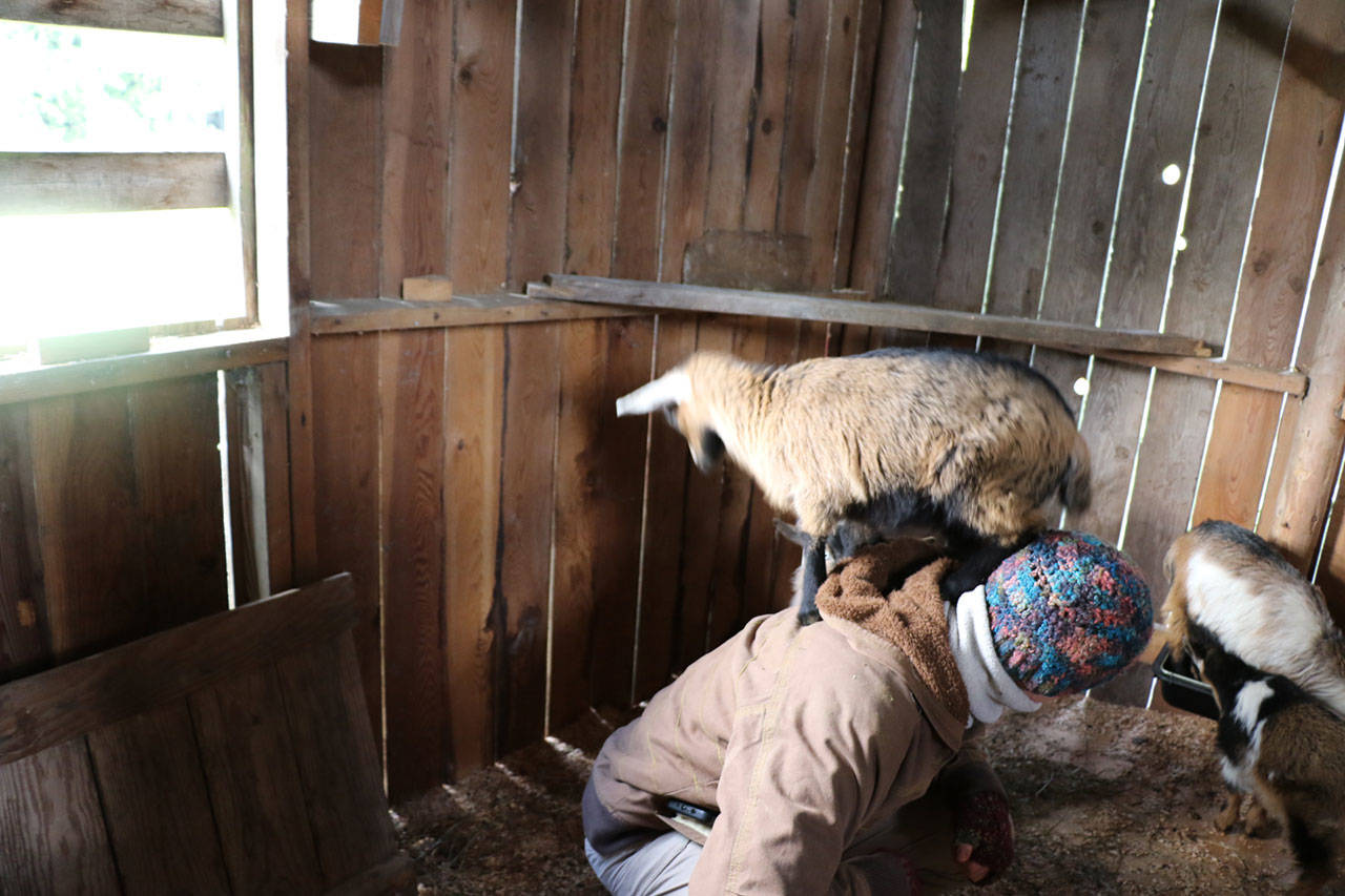 Poulsbo farm jumps in on the goat yoga craze