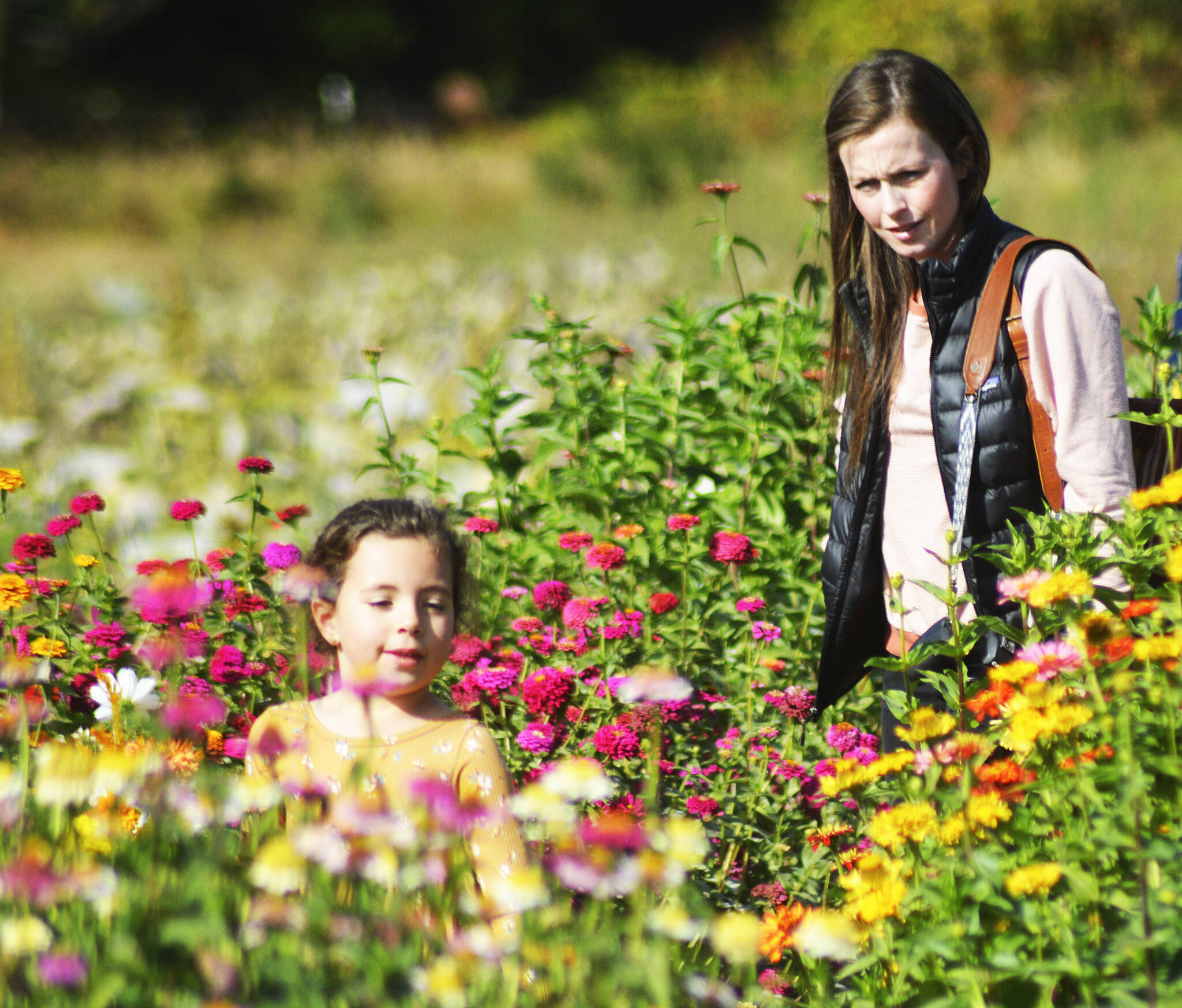 Sophia and her mom, Shayla Anderson of Mukilteo, pick flowers at Fat Turnip Farms in Eglon. Steve Powell/North Kitsap Herald Photos