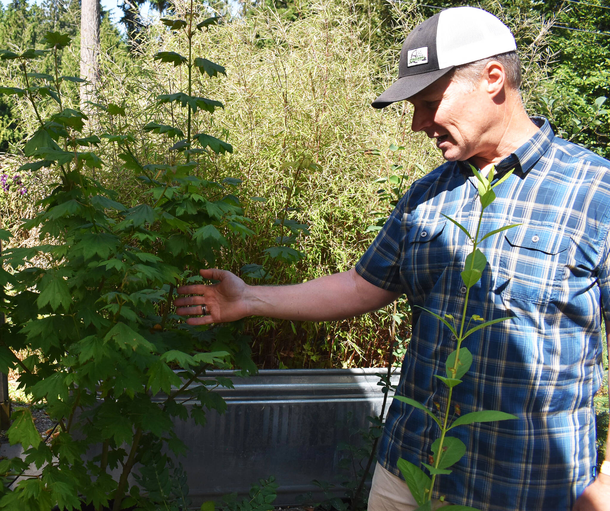 Nicholas Zeller-Singh/Kitsap News Group Photos
Mike Winningham has been interested in native plants since his father taught him about them as a kid.