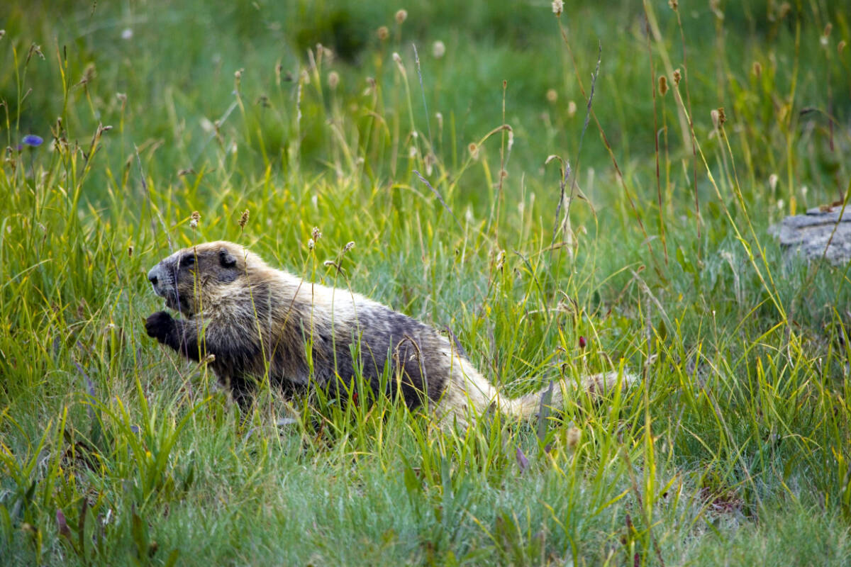 Marmot Monitoring Survey at Hurricane Hill. Kiley Barbero photo