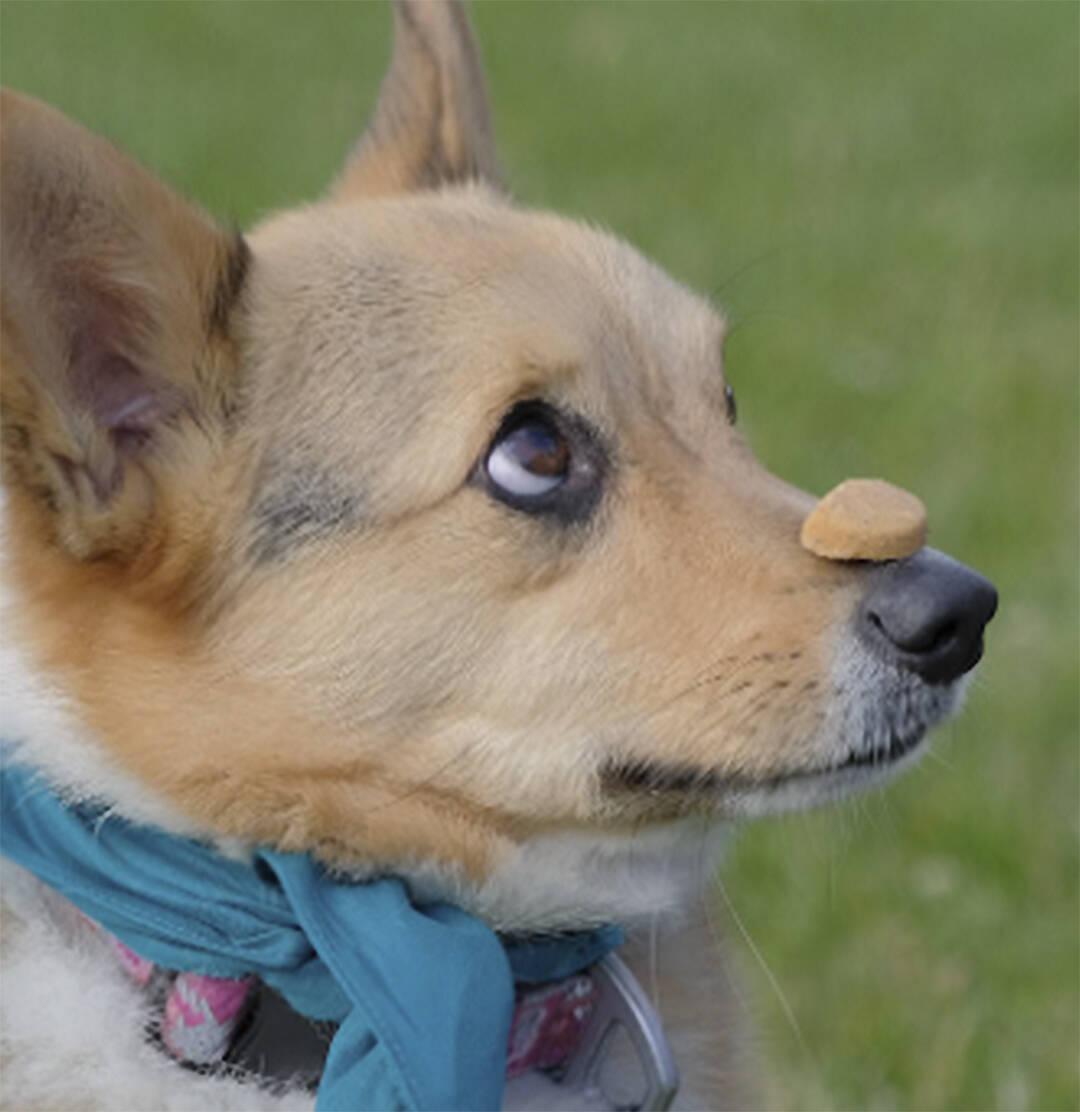 Damon Williams/Kitsap News Group photos
Landrie Wren’s corgi shows the patience of job waiting for the ok to eat the treat.