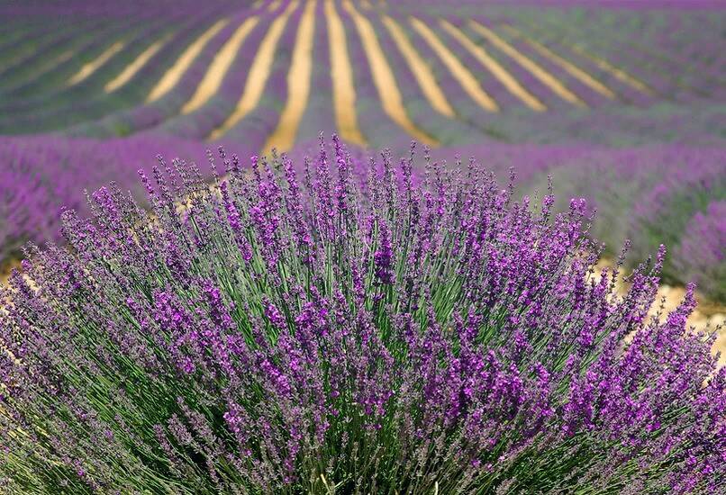 Olalla Lavender Festival courtesy photo
Lavender’s usefulness lies far beyond its pretty purple color found in fields like this.