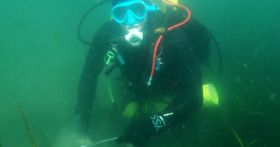 EPA courtesy photos
A scientific diver collects sediment samples in a healthy eelgrass bed for future chemical, physical and taxonomic analyses.