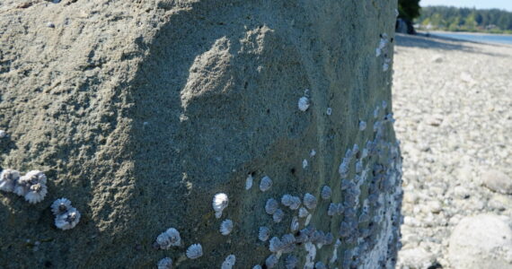 Dennis Bratland courtesy photo
Close-up of the Haleets petroglyph rock at Agate Point.