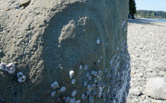 Dennis Bratland courtesy photo
Close-up of the Haleets petroglyph rock at Agate Point.