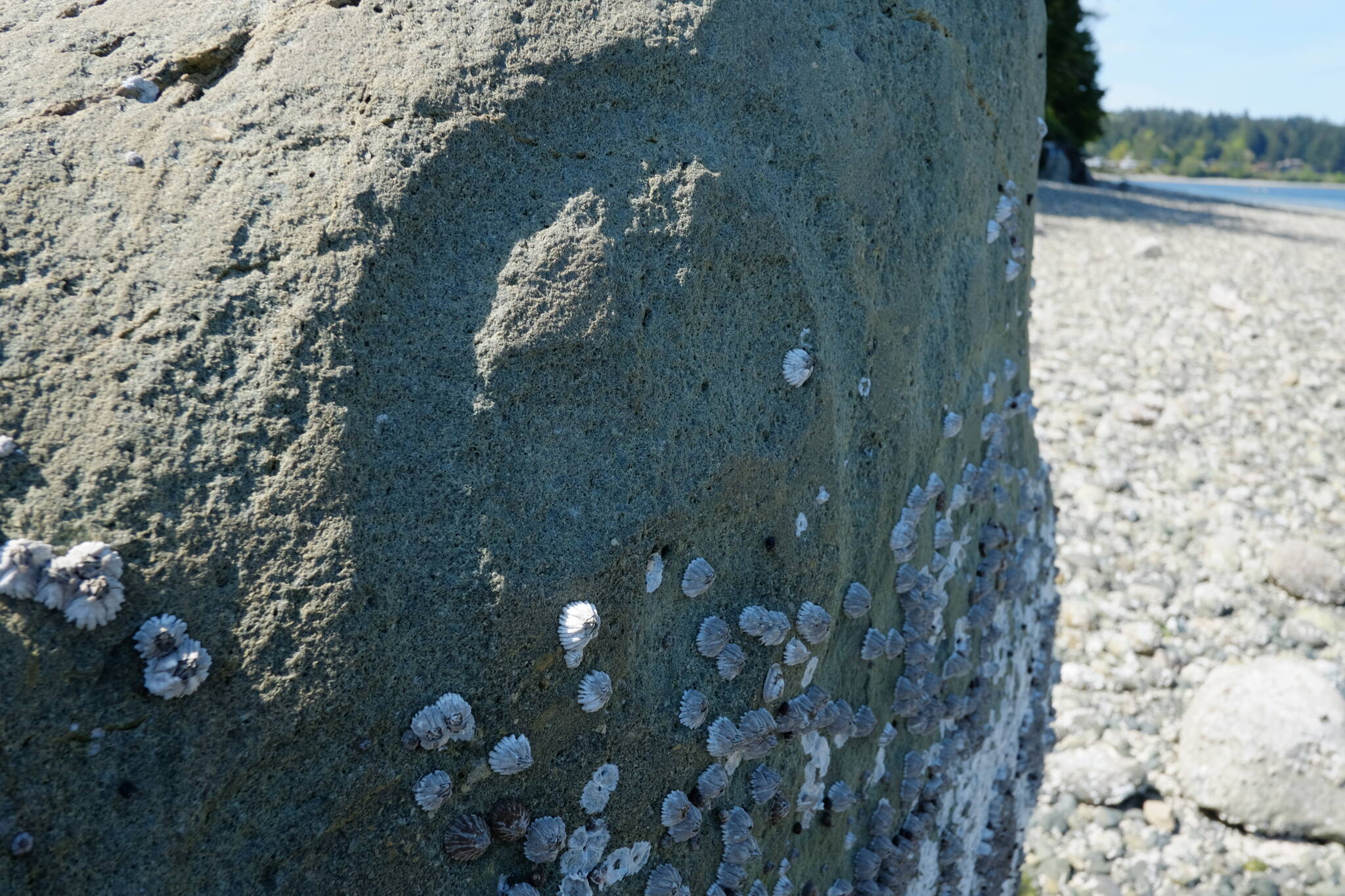 Dennis Bratland courtesy photo
Close-up of the Haleets petroglyph rock at Agate Point.