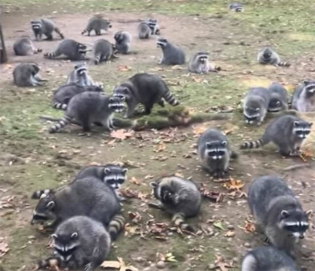 KCSO courtesy photos
Some of the raccoons that surrounded the woman’s North Kitsap home.