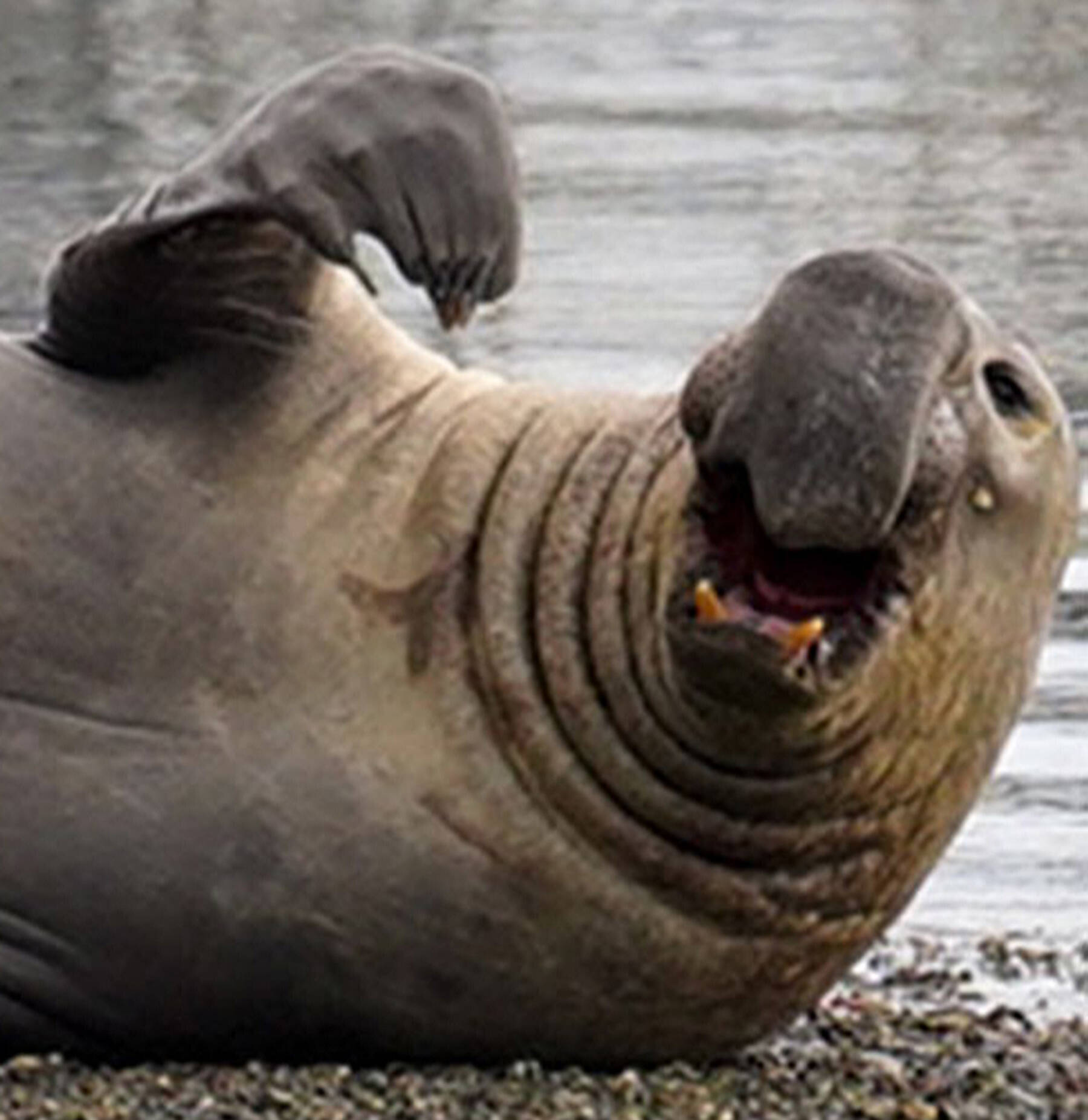 NUWC Keyport courtesy photo
Keyport played host to a unique visitor Oct. 17 when an Elephant Seal appeared just offshore at low tide. Keyport biologists Asila Bergman and Dawn Grebner notified the state Department of Fish & Wildlife while monitoring the seal’s condition. The seal ended up moving on to deeper waters and departed the area without any human intervention. It almost looks like it’s waving goodbye.