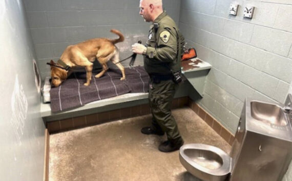 Mike De Felice/Kitsap News Group
Corrections officer Paul Haney and yellow lab George search for drugs in a cell in the Kitsap County Jail in Port Orchard.