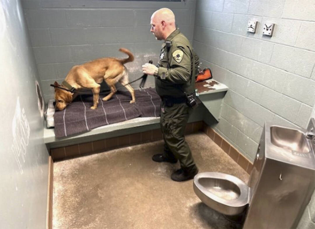 Mike De Felice/Kitsap News Group
Corrections officer Paul Haney and yellow lab George search for drugs in a cell in the Kitsap County Jail in Port Orchard.