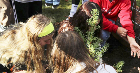 SKSD courtesy photos
John Sedgwick Middle School was one of the few schools nationwide to receive one of the historic trees.