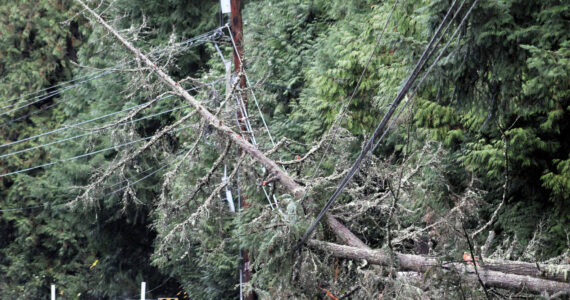 Elisha Meyer/Kitsap News Group photos
Fallen trees and a snapped electrical pole along this stretch of Silverdale Way NW caused power to go out for approximately 1,300 Kitsap County residents.