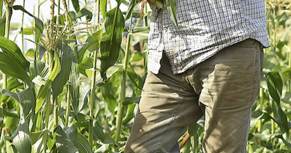 File photos
Brian MacWhorter picks corn from his patch at Suyematsu Farm.