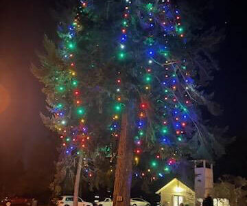 Tracyton Community Library courtesy photos
The 121-foot Douglas fir has long claimed to be one of the tallest Christmas trees in the country.