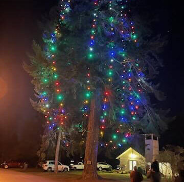 Tracyton Community Library courtesy photos
The 121-foot Douglas fir has long claimed to be one of the tallest Christmas trees in the country.