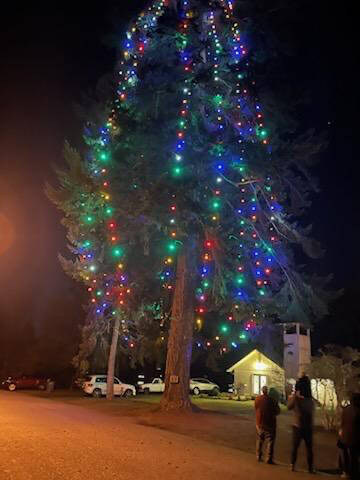 Tracyton Community Library courtesy photos
The 121-foot Douglas fir has long claimed to be one of the tallest Christmas trees in the country.